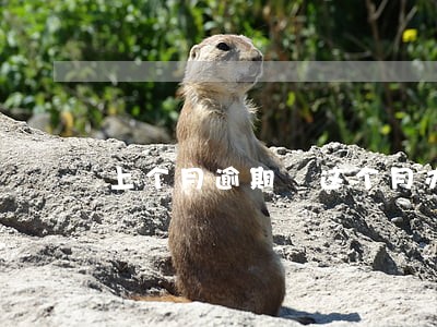 上个月逾期 这个月办贷款 上个月逾期 这个月办贷款